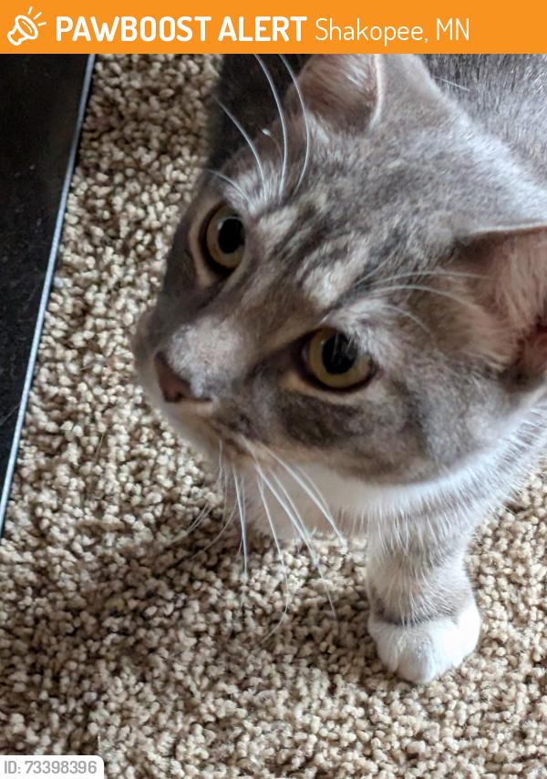 Found/Stray Female Cat last seen Crossing Blvd and Fescue, Shakopee, MN 55379