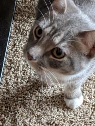 Found/Stray Female Cat last seen Crossing Blvd and Fescue, Shakopee, MN 55379