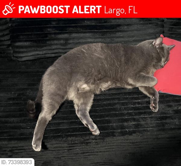Lost Male Cat last seen Gladys, Largo, FL 33774