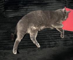 Lost Male Cat last seen Gladys, Largo, FL 33774