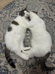 Lost Male Cat last seen Stepping Stone and Vine Meadow Road, Liverpool / across Seneca Mall area, Clay, NY 13090