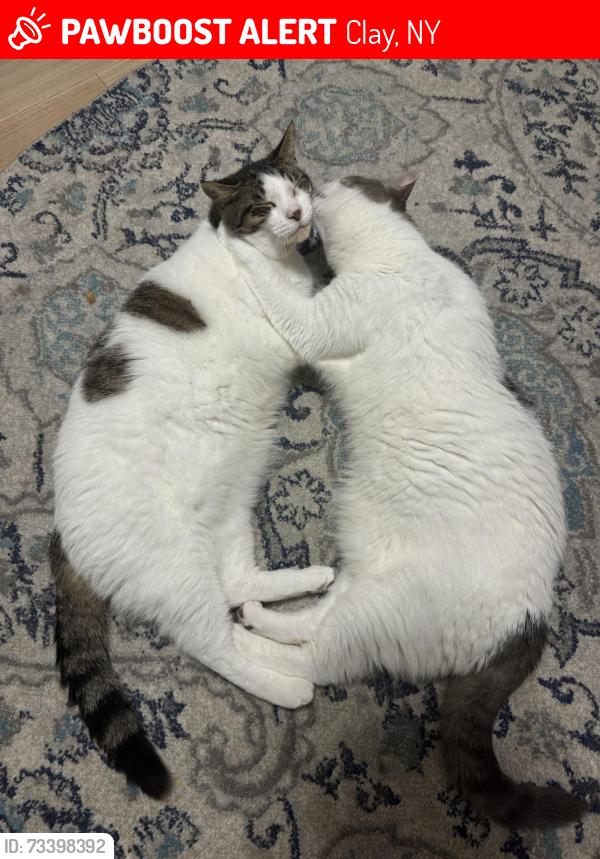Lost Male Cat last seen Stepping Stone and Vine Meadow Road, Liverpool / across Seneca Mall area, Clay, NY 13090