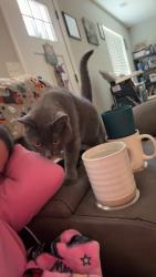 Lost Female Cat last seen Keller rd, Mount Airy, GA 30563