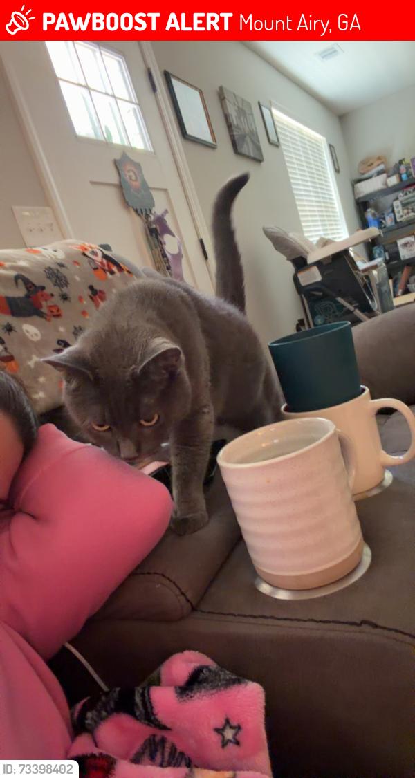 Lost Female Cat last seen Keller rd, Mount Airy, GA 30563
