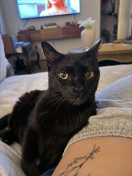 Lost Female Cat last seen Willoughby and Alta vista, Los Angeles, CA 90046