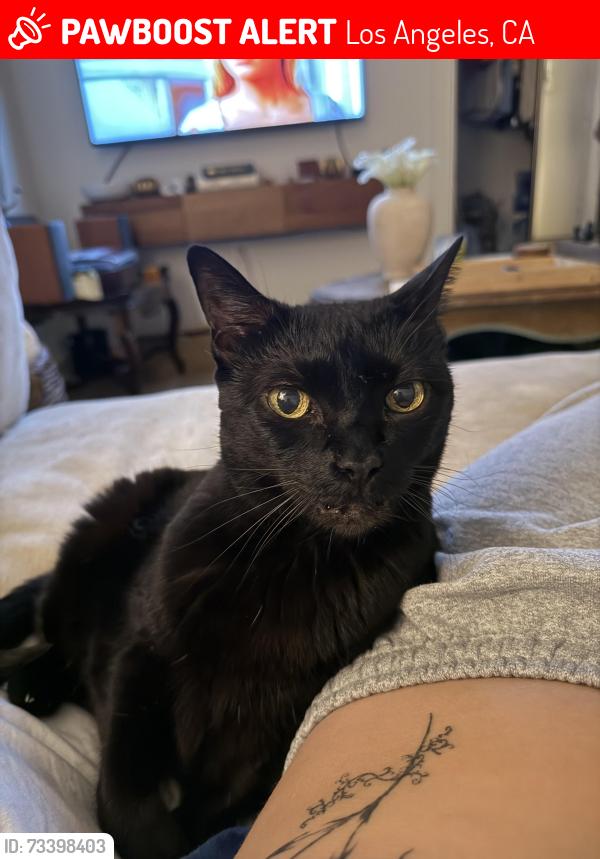 Lost Female Cat last seen Willoughby and Alta vista, Los Angeles, CA 90046