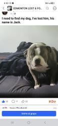 Lost Male Dog last seen Near avenue Beacon Higth area, Edmonton, AB T5W 2N6