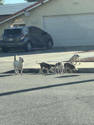 Found/Stray Female Dog last seen 7th st, Lancaster, CA 93535