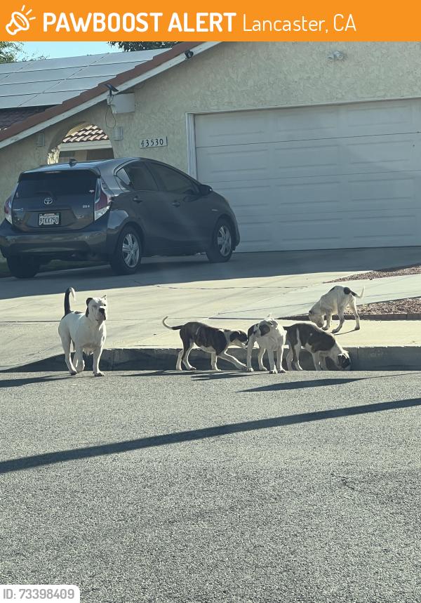 Found/Stray Female Dog last seen 7th st, Lancaster, CA 93535