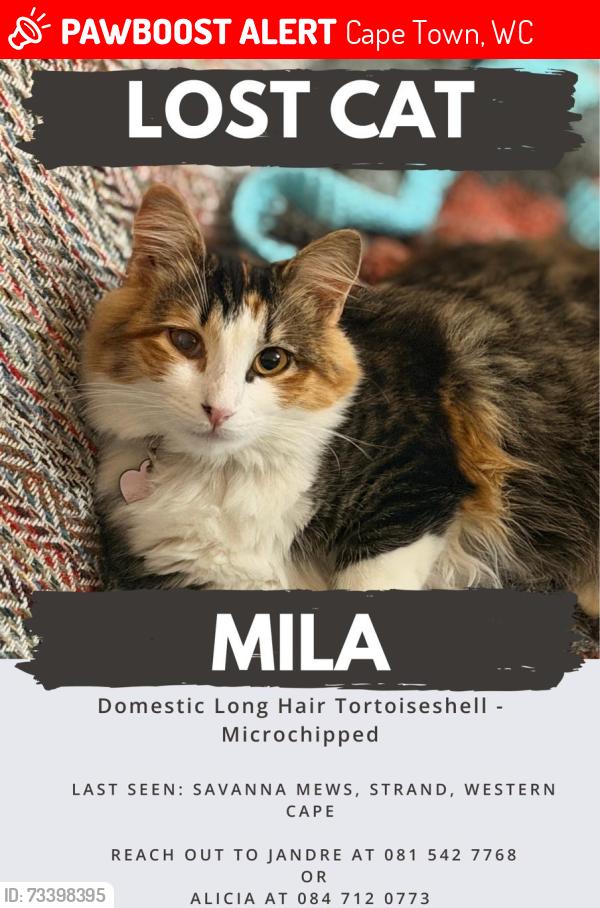 Lost Female Cat last seen Broadway Boulevard, Strand, Cape Town, WC 7140