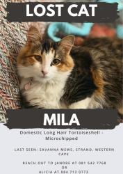 Lost Female Cat last seen Broadway Boulevard, Strand, Cape Town, WC 7140