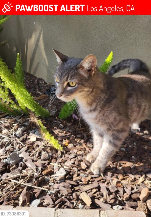Lost Male Cat last seen Carmona Ave and Brushton street Baldwin Hills, California, Los Angeles, CA 90008