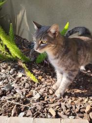 Lost Male Cat last seen Carmona Ave and Brushton street Baldwin Hills, California, Los Angeles, CA 90008