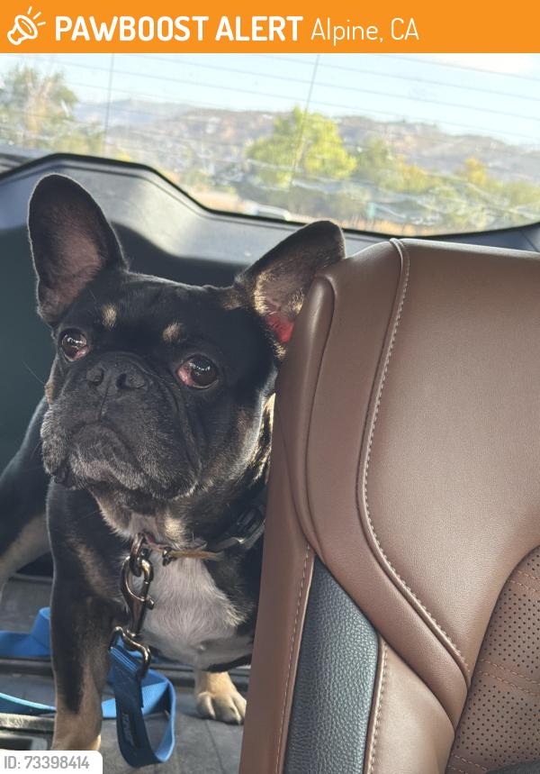 Found/Stray Female Dog last seen Tavern rd and tavern ct, Alpine, CA 91901