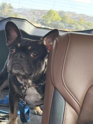 Found/Stray Female Dog last seen Tavern rd and tavern ct, Alpine, CA 91901