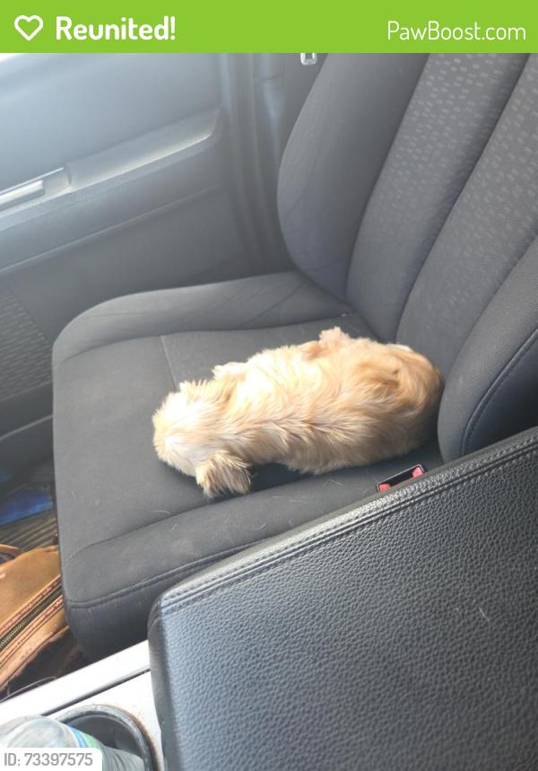 Reunited Male Dog last seen 87th Ave & Cactus, Peoria, AZ 85381