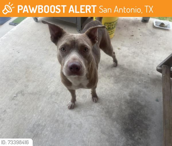 Found/Stray Male Dog last seen Flores & Deely., San Antonio, TX 78224