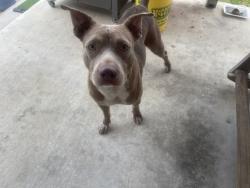 Found/Stray Male Dog last seen Flores & Deely., San Antonio, TX 78224
