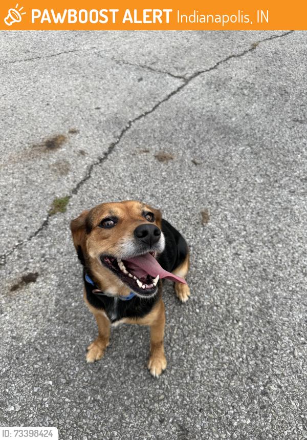 Found/Stray Female Dog last seen Washington Park parking lot off Dearborn St, Indianapolis, IN 46205