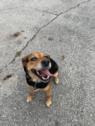 Found/Stray Female Dog last seen Washington Park parking lot off Dearborn St, Indianapolis, IN 46205