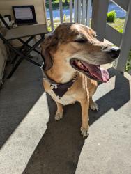 Found/Stray Male Dog last seen Arapaho & 126th street, Olathe, KS 66062