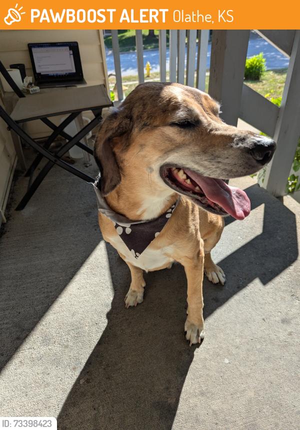 Found/Stray Male Dog last seen Arapaho & 126th street, Olathe, KS 66062
