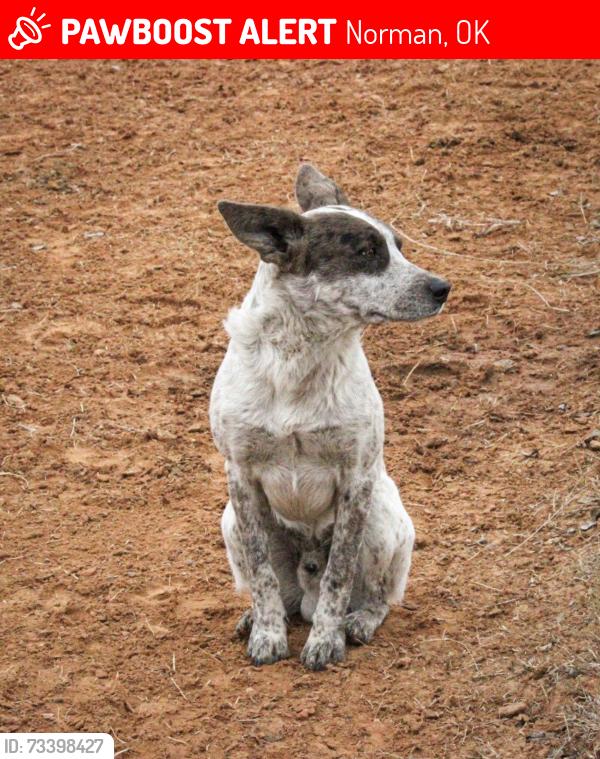 Lost Male Dog last seen Abilene circle Norman, Norman, OK 73072