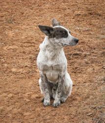 Lost Male Dog last seen Abilene circle Norman, Norman, OK 73072