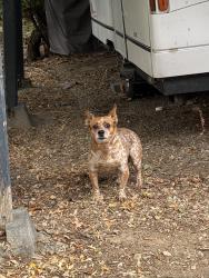 Found/Stray Unknown Dog last seen Hill Rd and 26th, Boise, ID 83702
