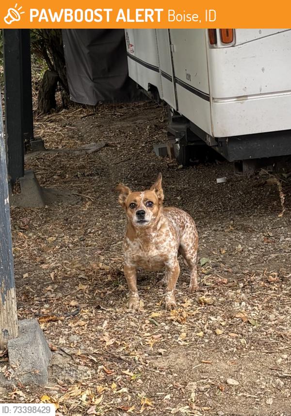Found/Stray Unknown Dog last seen Hill Rd and 26th, Boise, ID 83702