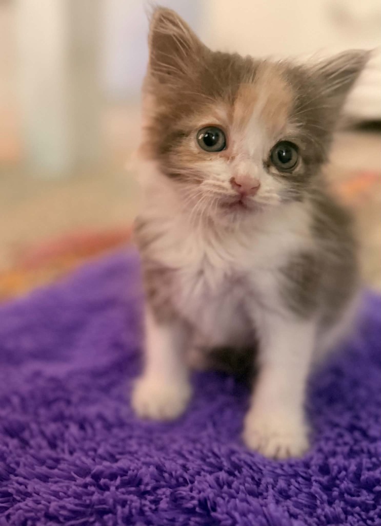 Shelter Stray Female Cat last seen Bexar County, 3353 Morningside Dr, New Braunfels, TX 78132, USA