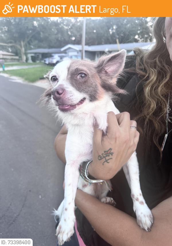 Found/Stray Male Dog last seen 104th ave n and 109th way, Largo, FL 33778