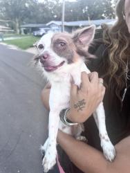 Found/Stray Male Dog last seen 104th ave n and 109th way, Largo, FL 33778