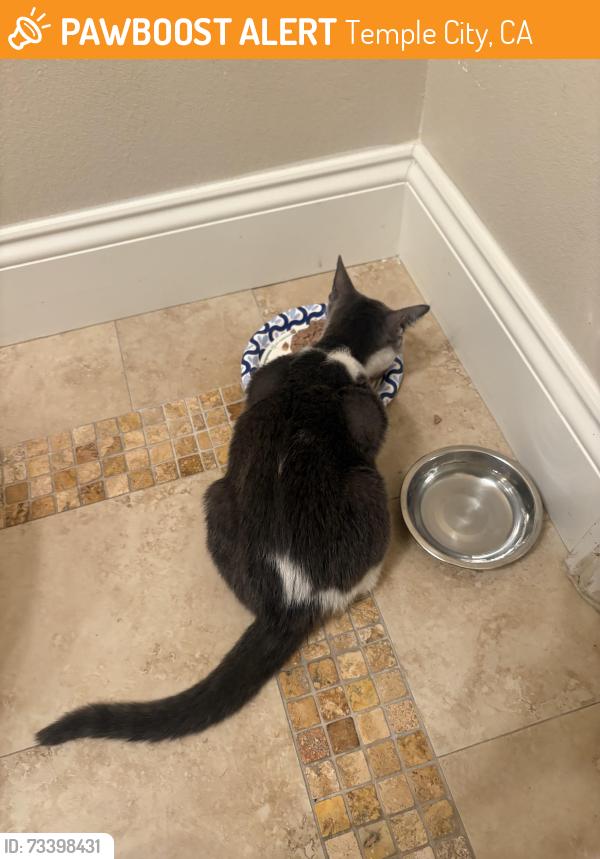 Found/Stray Male Cat last seen Live oak avenue and Encinita avenue, Temple City, CA 91780