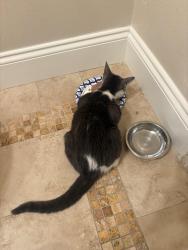 Found/Stray Male Cat last seen Live oak avenue and Encinita avenue, Temple City, CA 91780