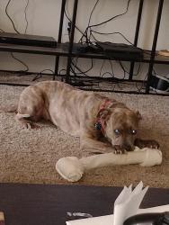Lost Female Dog last seen 4th plan, Vancouver, WA 98661