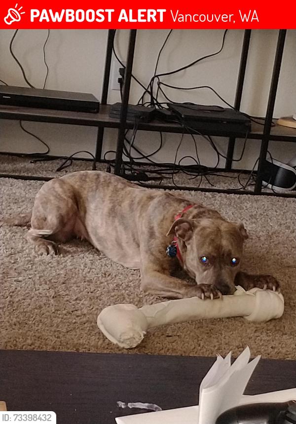 Lost Female Dog last seen 4th plan, Vancouver, WA 98661