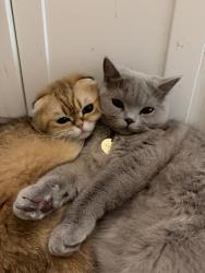 Lost Male Cat last seen Hoag Rd, Mount Vernon, WA 98273