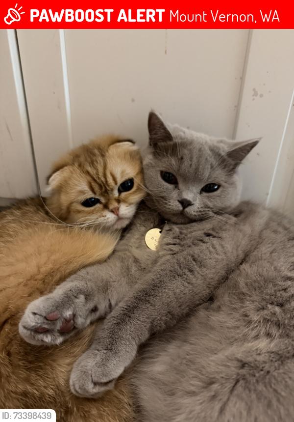 Lost Male Cat last seen Hoag Rd, Mount Vernon, WA 98273