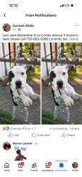 Lost Male Dog last seen Ridge and Atkins Avenue, Neptune City, NJ 07753