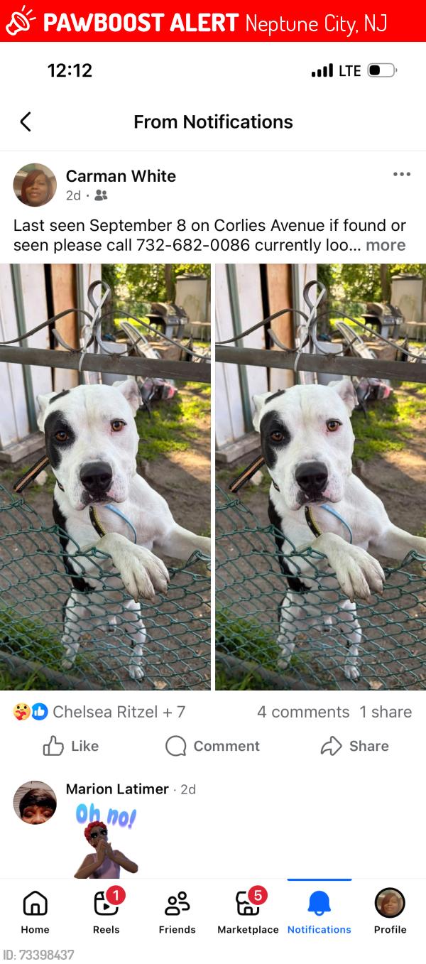 Lost Male Dog last seen Ridge and Atkins Avenue, Neptune City, NJ 07753