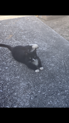 Found/Stray Female Cat last seen Morgan drive, Splendora, Splendora, TX 77372