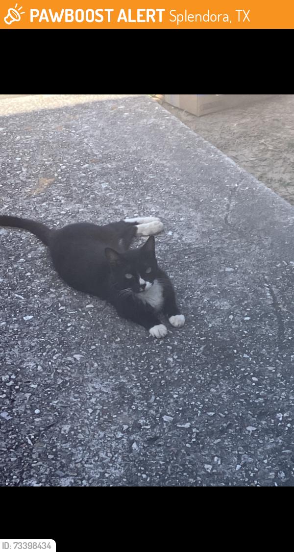 Found/Stray Female Cat last seen Morgan drive, Splendora, Splendora, TX 77372