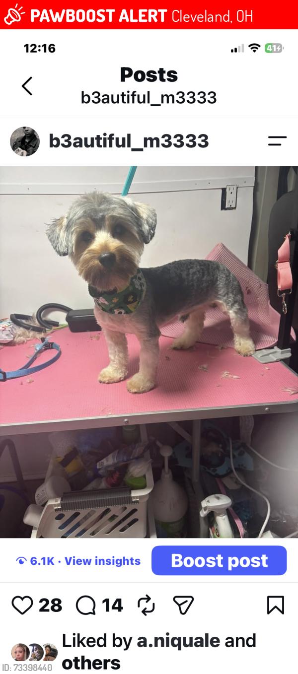 Lost Male Dog last seen Tyler court and daisy ave, Cleveland, OH 44109