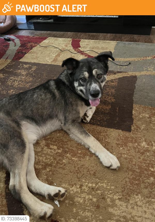 Found/Stray Male Dog last seen Along Irwin bridge, Rockdale County, GA 30012
