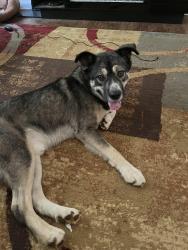 Found/Stray Male Dog last seen Along Irwin bridge, Rockdale County, GA 30012