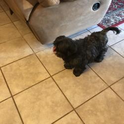Lost Female Dog last seen Bent creek lane cul-de- sac, Jackson, TN 38305