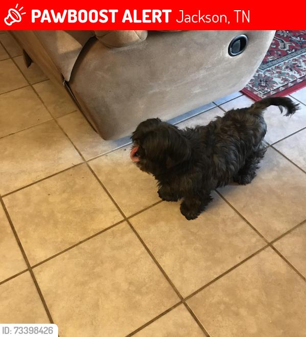 Lost Female Dog last seen Bent creek lane cul-de- sac, Jackson, TN 38305