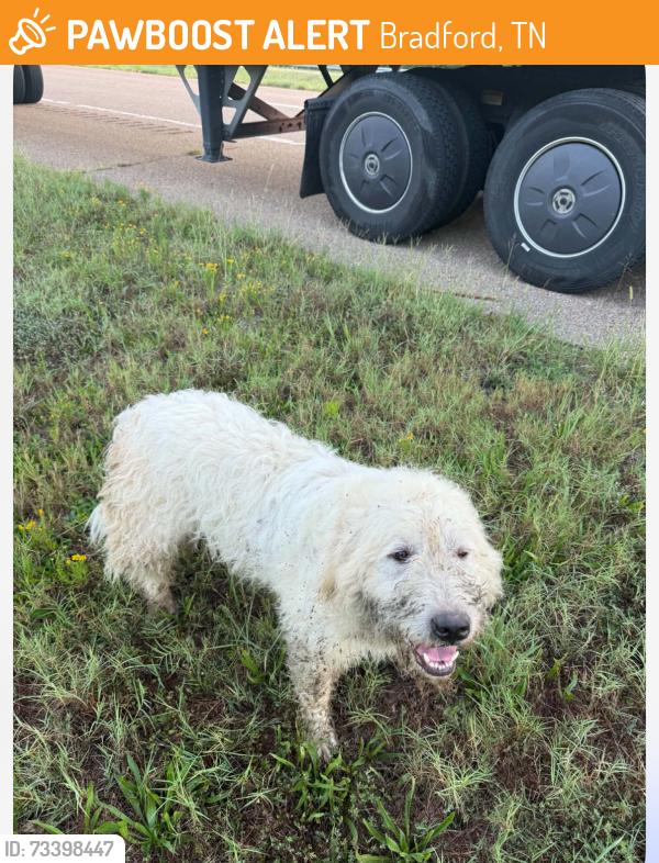 Found/Stray Unknown Dog last seen Dollar tree, Bradford, TN 38316