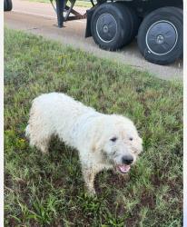 Found/Stray Unknown Dog last seen Dollar tree, Bradford, TN 38316